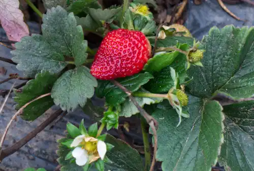 Strawberry