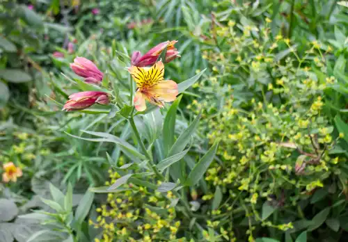 Peruvian Lily